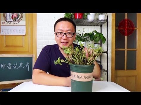 植物枯萎風水|家中植物枯萎？風水師：當心3事